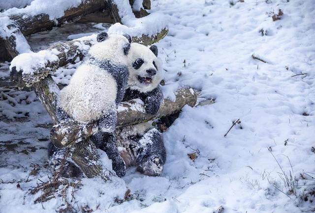 四川汶川：大熊猫雪中嬉戏打闹