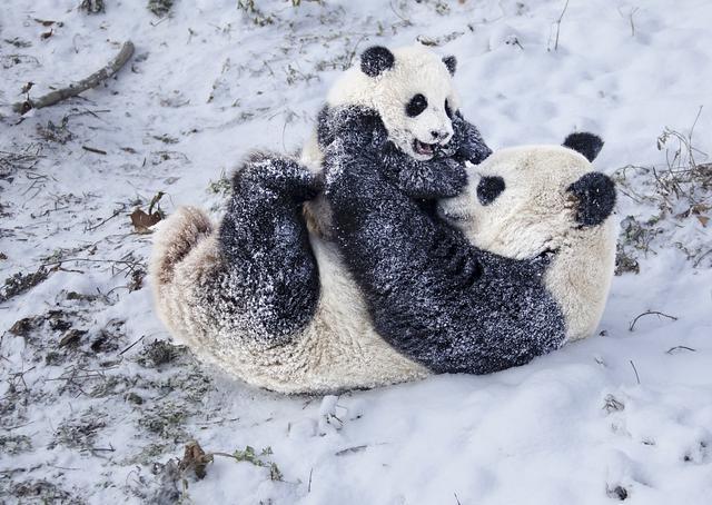 四川汶川：大熊猫雪中嬉戏打闹