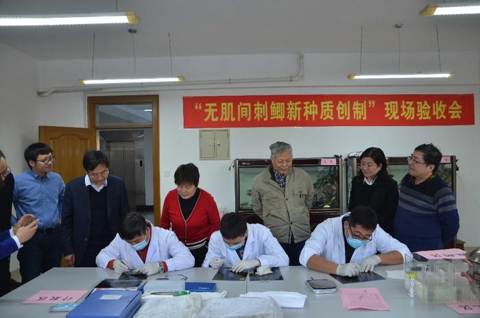 世界首例无肌间刺鲫鱼问世！吃鱼不挑刺不再是梦