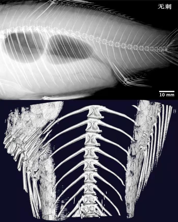 世界首例无肌间刺鲫鱼问世！吃鱼不挑刺不再是梦