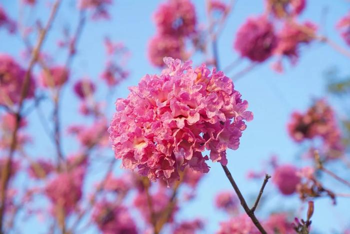 紫花风铃木：如烟似霞，上演冬日浪漫｜100%深圳·花漾鹏城⑦