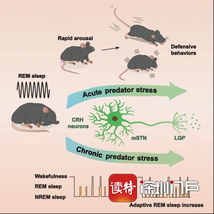 深圳脑科学家最新研究：有压力“睡不好”究竟为啥？与本能防御天性有关