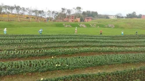 采摘草莓、赏雪、享受美食......春节假期可以安排上了