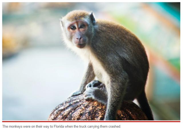 惊悚片剧情？美国实验室猴子“出逃”，警方警告：不要靠近！