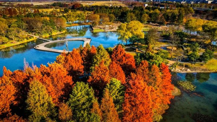 【图集】仿佛进入了油画里！赏美图云览辰山植物园→