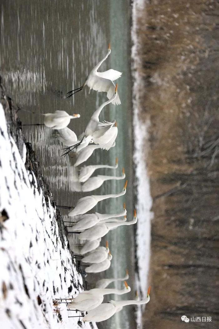 绝美！太原汾河景区，白鹭雪地摇曳生姿