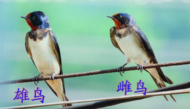 鸭子公母辨别技巧 鸭子交配行为解析