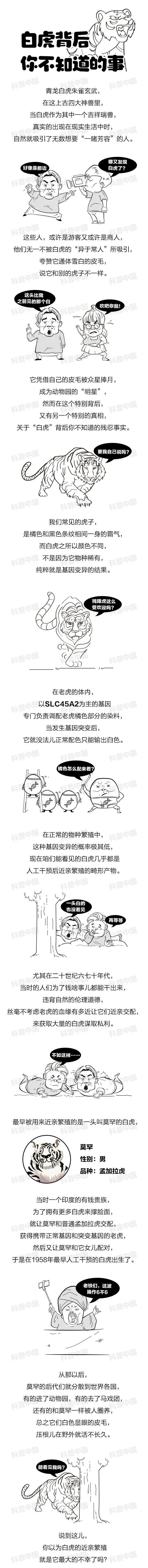 为什么有的老虎是白色的？背后的真相很少有人知道…