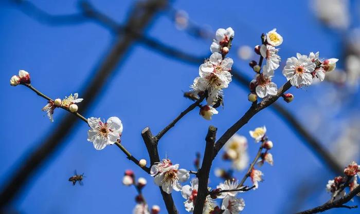 别侥幸，邯郸多人被处罚！今天立春，巧了！2月4日邯郸新闻早报