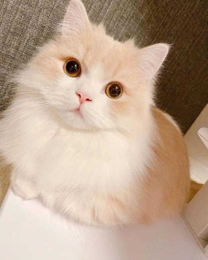 萌宠可爱布偶猫高清图- 96微信编辑器