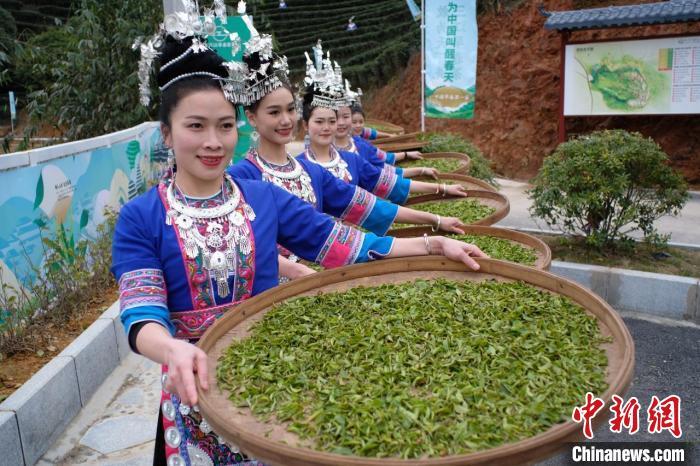 小小“绿叶”成招牌名片 茶园经济带动广西侗乡发展