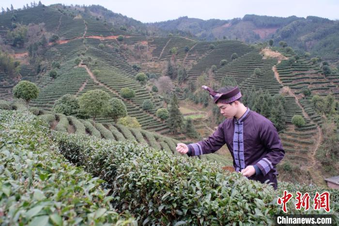 小小“绿叶”成招牌名片 茶园经济带动广西侗乡发展