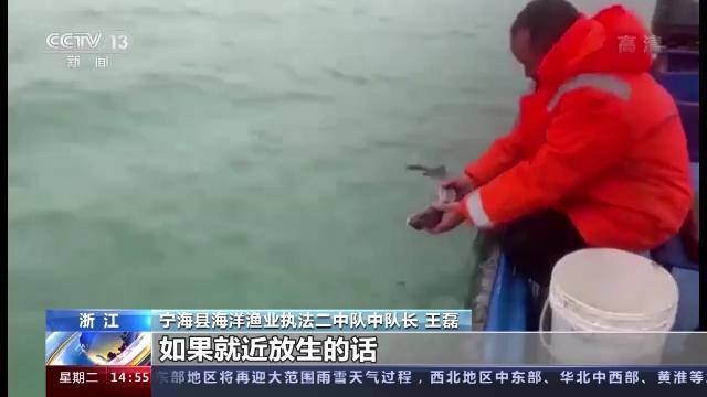 浙江渔民误捕中华鲟 渔政部门及时放生