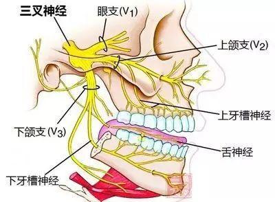 健康科普| 三叉神经痛是什么？千万别把它当牙痛治疗！