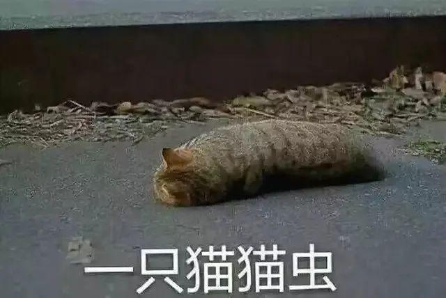 知名基金经理："我现在像猫猫虫一样瘫软"，市场抄底时刻到了？