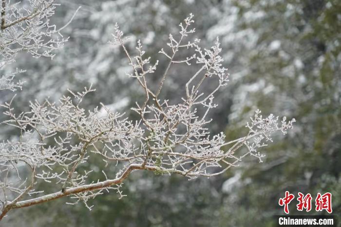 浙江百山祖国家公园迎降雪 风景如画