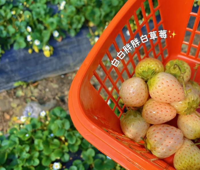 【乐游】​春暖花开摘草莓，上海各区采摘地图在此→