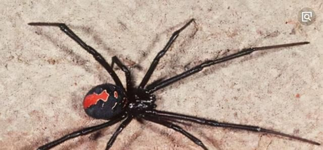 盘点世界上十大最毒蜘蛛