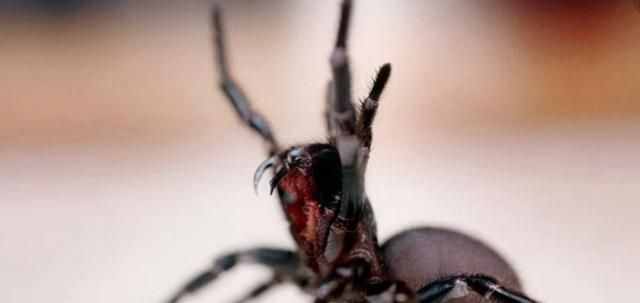 盘点世界上十大最毒蜘蛛