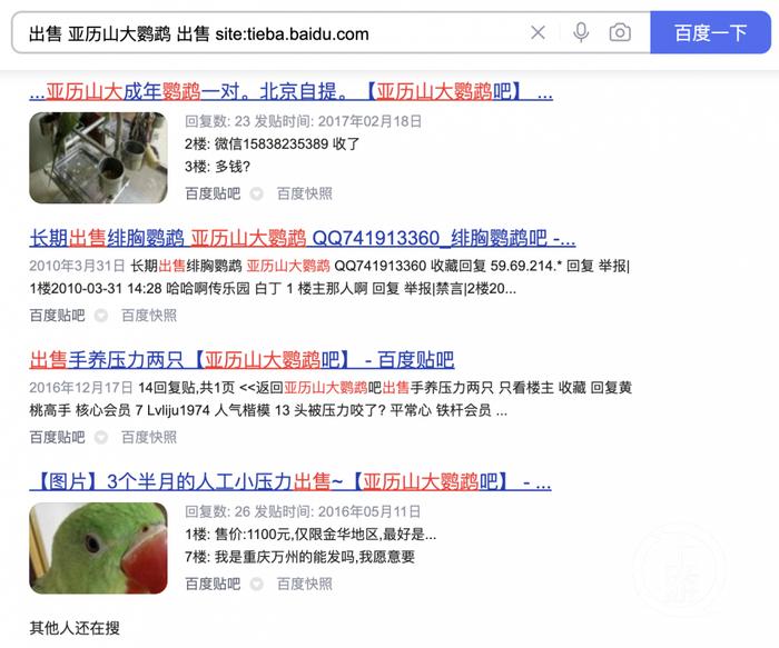 ▲某网站公开展示的出售亚历山大鹦鹉的交易信息。