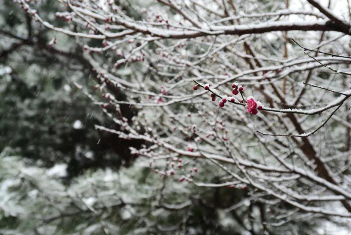 中山公园梅园春季雪后景象
