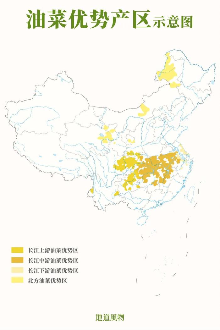 长江沿线,是我国油菜最集中的产区。制图/孙璐