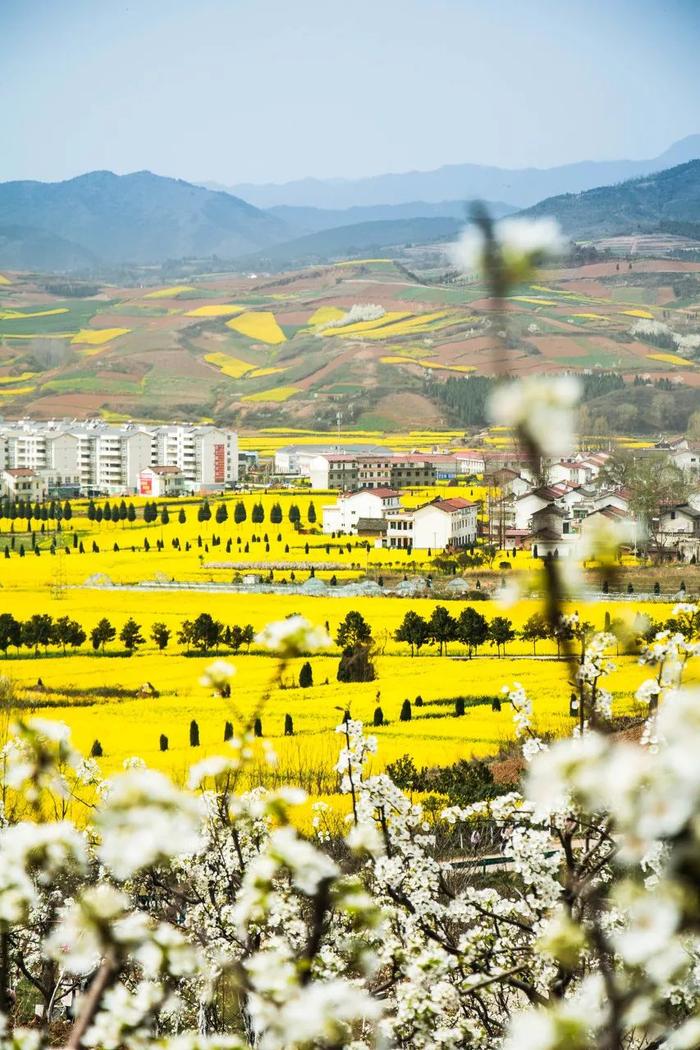 汉中洋县,黄色的油菜花在红土上绽放。
