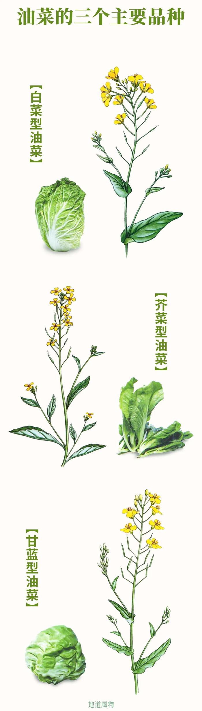 油菜花的三个品种对比,目前主流品种是甘蓝型油菜花。制图/吴玖洋