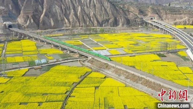 乘坐在高铁上,路过甘肃武都区,能欣赏到遍地的“黄金甲”。 李董 摄