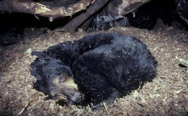 人类有可能在冬眠舱中实现冬眠吗？...