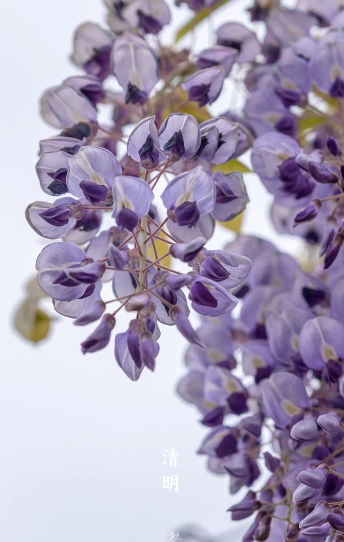 今日清明｜清明时节雨纷纷，江南如墨染