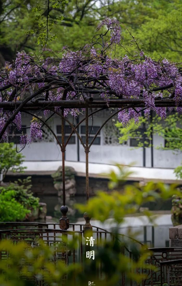 今日清明｜清明时节雨纷纷，江南如墨染