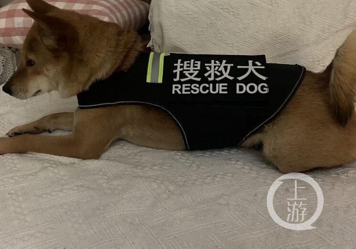 小区遇到只“警犬”是“冒牌货” 这样冒充违法吗？