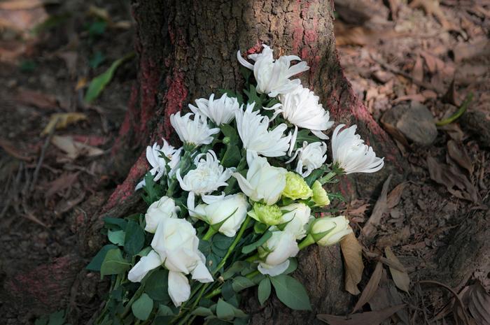 广州推行节地生态葬三十四年，全市节地生态安葬率超八成