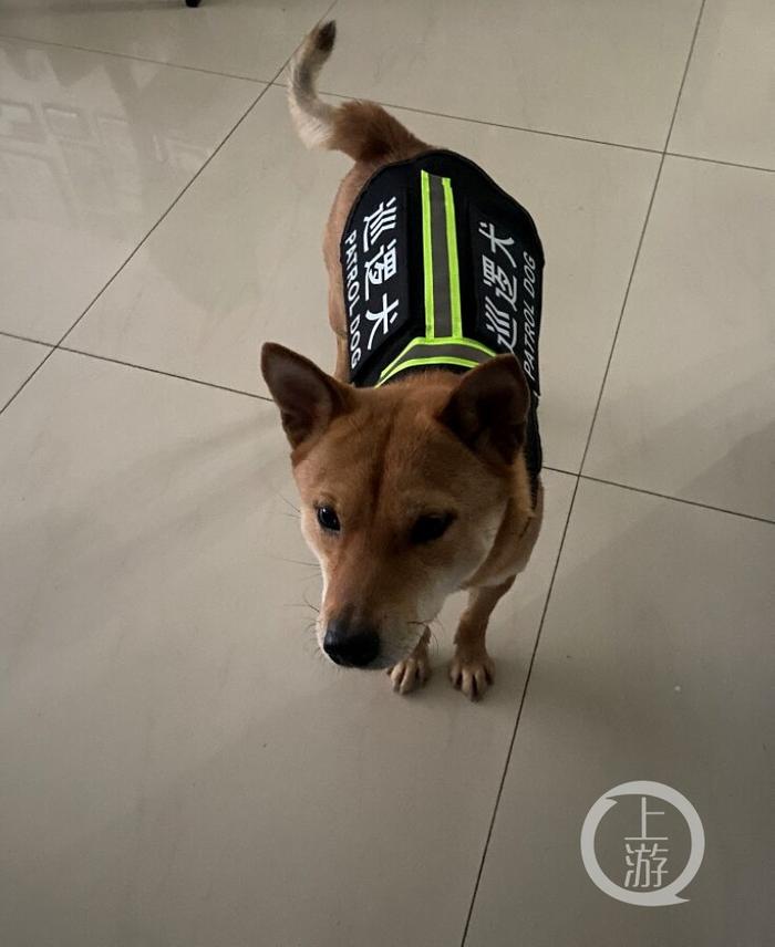 小区遇到只“警犬”是“冒牌货” 这样冒充违法吗？