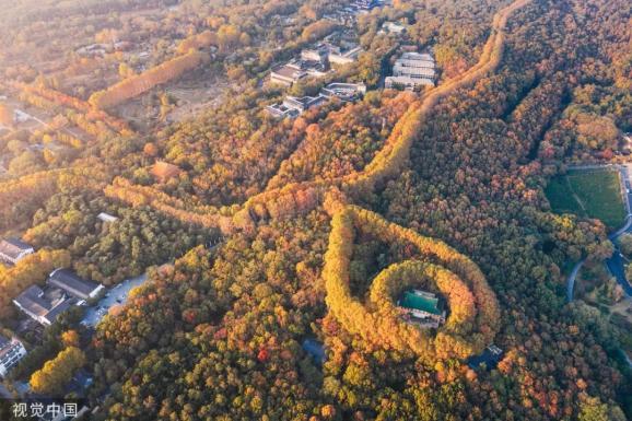 为何南京的野猪频频进城当“市民”？