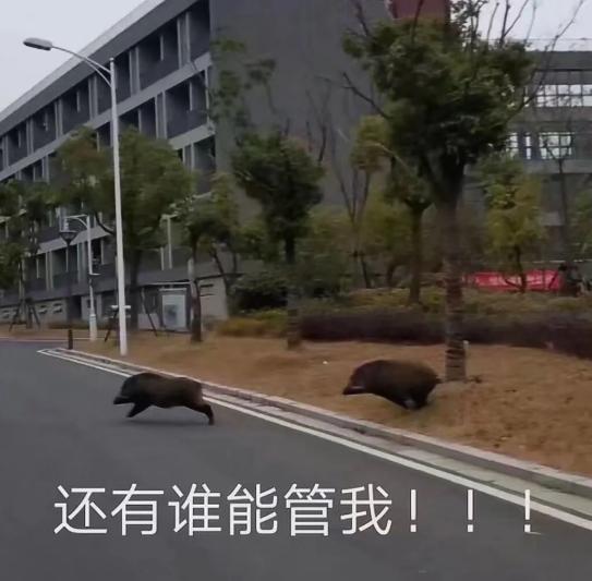 为何南京的野猪频频进城当“市民”？