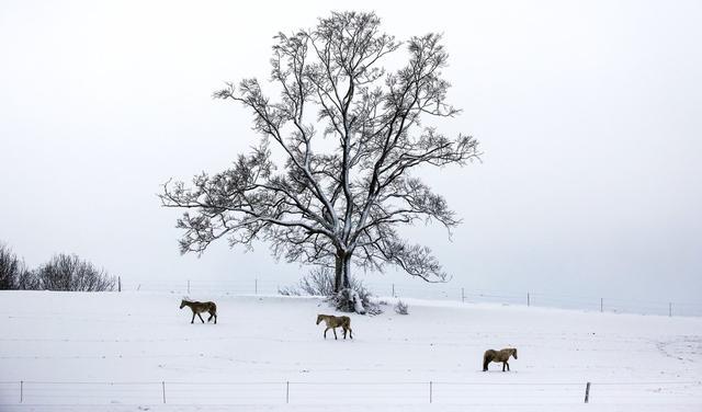 德国巴登-符腾堡州迎降雪 利希滕斯坦城堡雪景美如画