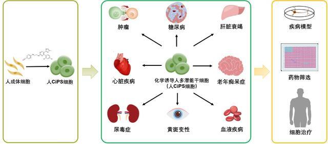 人类再生医学大门打开？北大邓宏魁：精细调控人类细胞命运