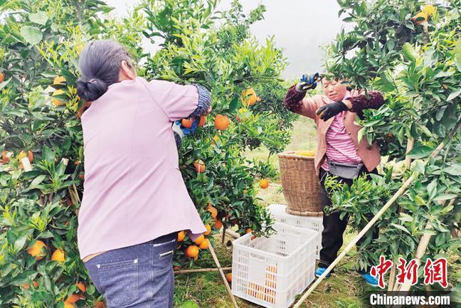 三峡库区万州41万亩“绿色银行”：护生态 美风景 富农民