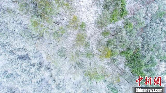 神农架春雪纷纷。李开宇 摄
