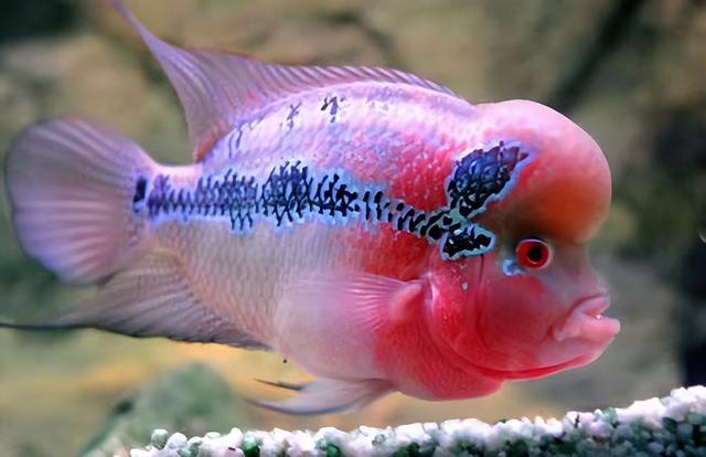 水族就讨厌表面积大是不是了?那也无所谓,最终食用鱼会手动帮你减密(图4) 水族就讨厌表面积大是不是了?那也无所谓,最终食用鱼会手动帮你减密(图4)
