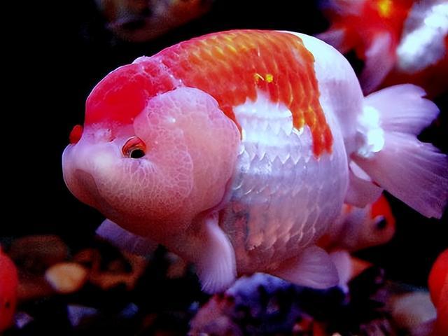 水族就讨厌表面积大是不是了?那也无所谓,最终食用鱼会手动帮你减密(图2) 水族就讨厌表面积大是不是了?那也无所谓,最终食用鱼会手动帮你减密(图2)