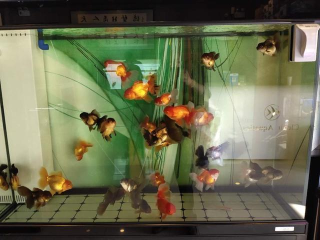 水族就讨厌表面积大是不是了?那也无所谓,最终食用鱼会手动帮你减密(图1) 水族就讨厌表面积大是不是了?那也无所谓,最终食用鱼会手动帮你减密(图1)