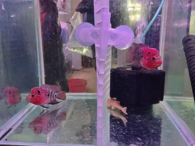 水族就讨厌表面积大是不是了?那也无所谓,最终食用鱼会手动帮你减密(图3) 水族就讨厌表面积大是不是了?那也无所谓,最终食用鱼会手动帮你减密(图3)