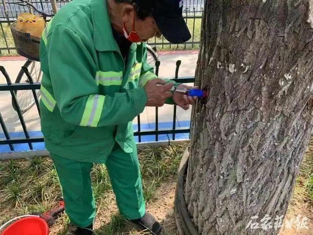 【最新消息】源头防控 建立台账 石家庄市对水系沿线杨柳飞絮精准治理