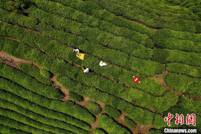 贵州茶农采收谷雨茶 留住“春天”的味道