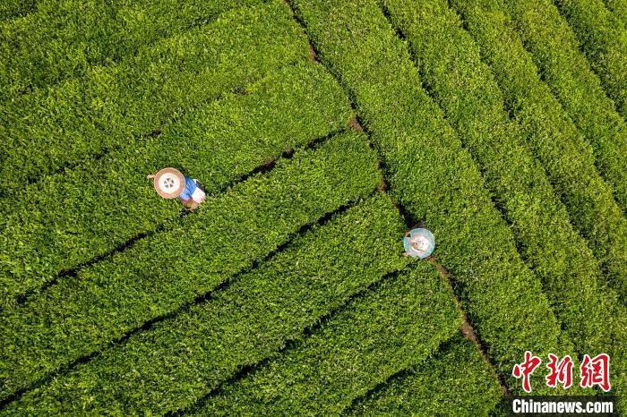 贵州茶农采收谷雨茶 留住“春天”的味道