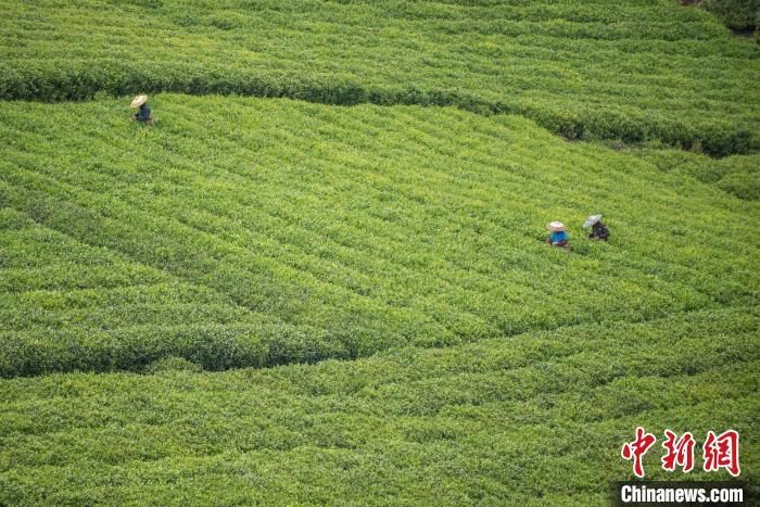 贵州茶农采收谷雨茶 留住“春天”的味道