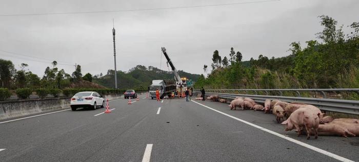 罕见一幕：高速公路上50头逃窜活猪成隐患，路政小哥变身“猪猪侠”保安全